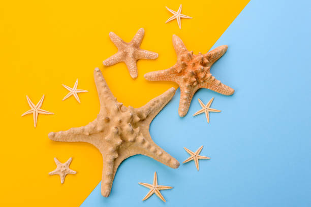 istock Beach accessories: glasses and hat with shells and sea stars on a colored background 1318697267