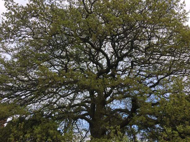 Turkey oak in April