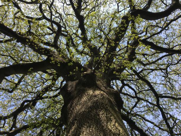 istock Turkey oak in April 1318697393