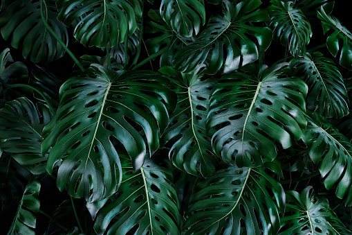 Lush foliage monstera natural green leaves background, 80's retro style. 3D rendered image.