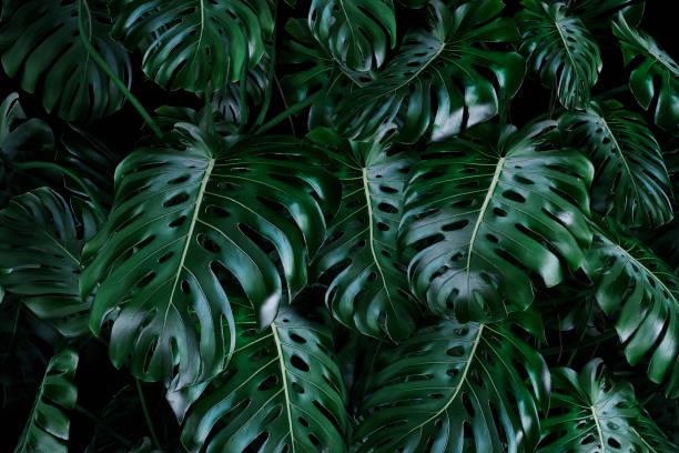 Lush foliage monstera green leaves background, 80's retro style Lush foliage monstera natural green leaves background, 80's retro style. 3D rendered image. monstera stock pictures, royalty-free photos & images