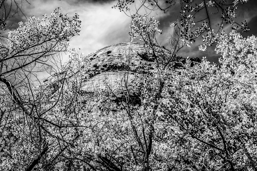 Black and White Cottonwood Trees White Rock Dome Mountain Autumn Canyonlands National Park Needles District Utah
