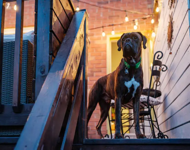 Brindle Boxer dog guarding his home. Outdoors Evening setting in backyard garden of a private urban home in North America.