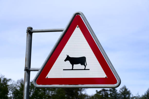 istock Traffic sign watch out for cattle. 1318698786