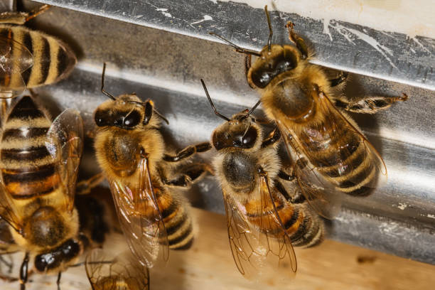 pęczek pszczół przy wejściu do ula - swarm of bees zdjęcia i obrazy z banku zdjęć