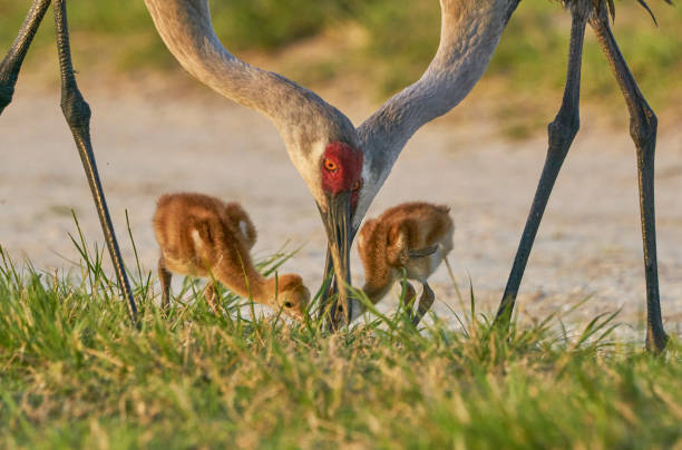 sandhill crane and chicks a orlando wetlands park nel centro della florida usa - young bird landscape animal bird foto e immagini stock