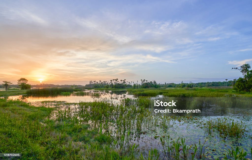 Breathtaking Orlando Wetlands Park During a Vibrant Sunrise in Central Florida USA A vibrant sunrise in the beautiful natural surroundings of Orlando Wetlands Park in central Florida.  The park is a large marsh area which is home to numerous birds, mammals, and reptiles. Florida - US State Stock Photo
