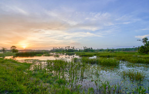 Breathtaking Orlando Wetlands Park During a Vibrant Sunrise in Central Florida USA A vibrant sunrise in the beautiful natural surroundings of Orlando Wetlands Park in central Florida.  The park is a large marsh area which is home to numerous birds, mammals, and reptiles. wet area stock pictures, royalty-free photos & images