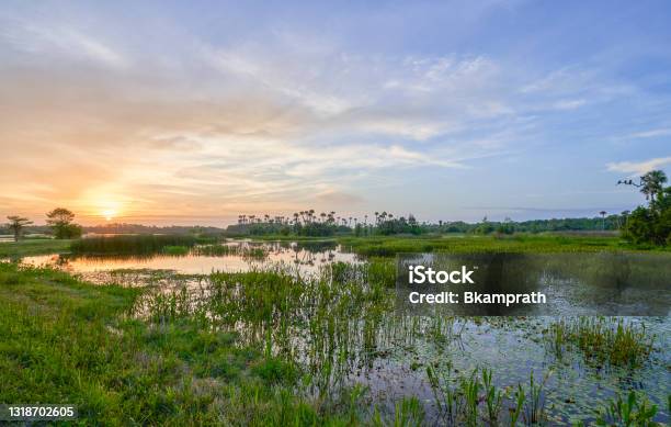 Breathtaking Orlando Wetlands Park During A Vibrant Sunrise In Central Florida Usa Stock Photo - Download Image Now