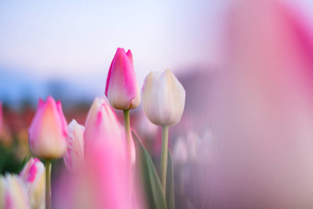 istock Tulip fields in the Netherlands. Tulips in bloom in springtime. Flowers as a backdrop. Natural background. 1318704578