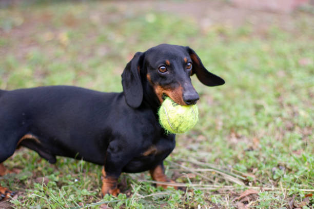 Dachshund playing with in the garden