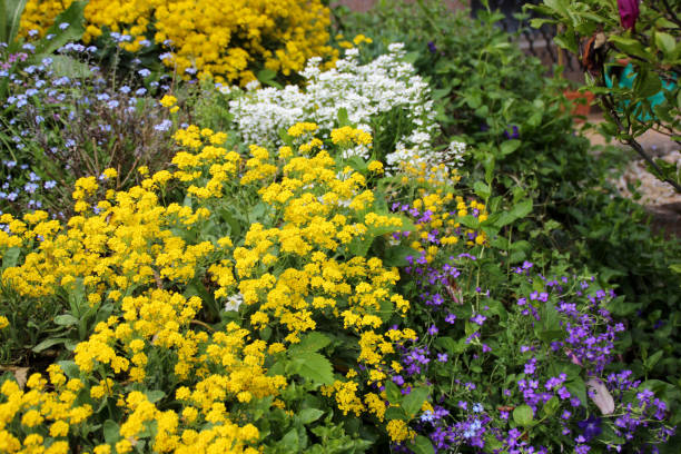istock Colors in flower garden 1318706105
