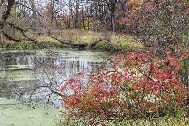 istock Kettle Moraine State Forest Lapham Peak Park 1318707346