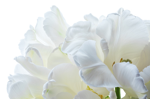inflorescence of white freesia on a light background