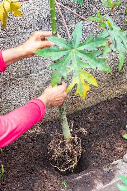 papaya plant showing roots - planting growth plant gourd imagens e fotografias de stock