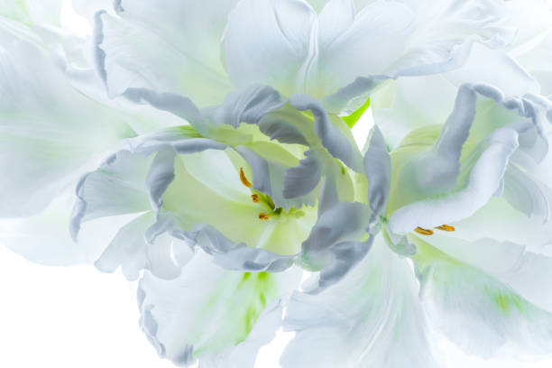 istock White parrot tulips close up on white background 1318707541