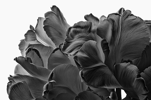 Beautiful black tulips close up. Black and white picture