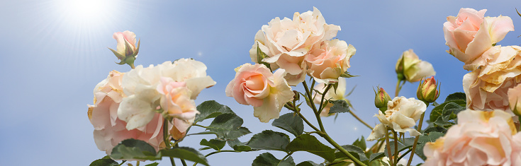 Pictured roses in the rose garden. Pictured roses in the rose garden with blue sky