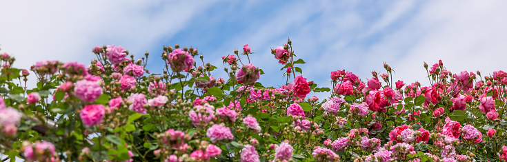 Pictured pink roses in the rose garden. Pictured roses in the rose garden with blue sky