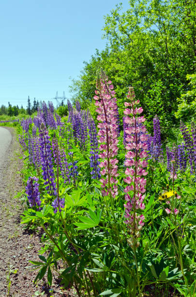 istock Purple and pink lupins 1318709481