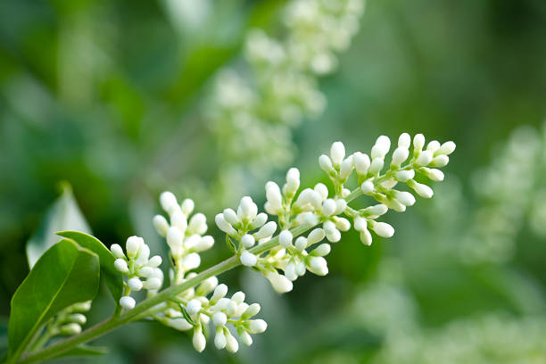 istock on a green background white flowering branch 1318710582