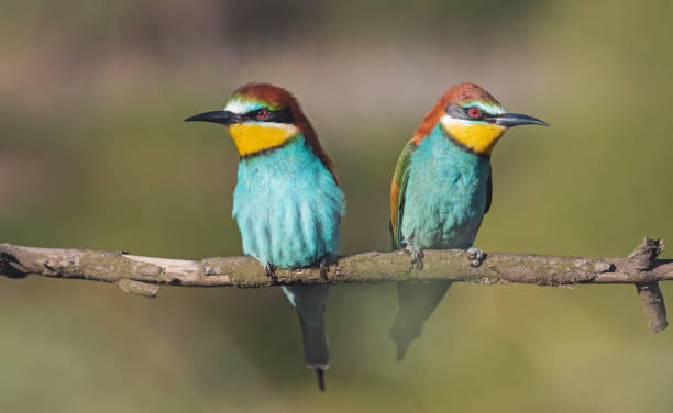 istock pair of beautiful colored birds 1318710635