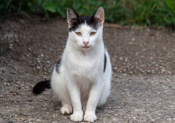 istock A portrait of a young cat 1318711378