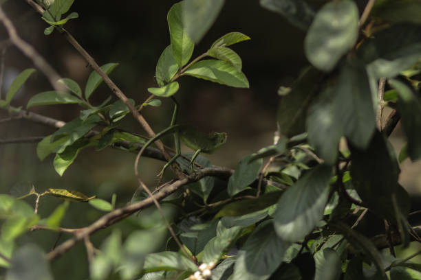 istock Green maned forest lizard background wallpaper stock photos. 1318711457