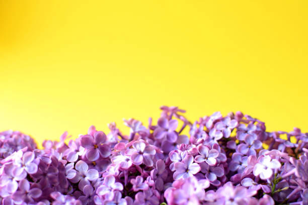 Lilac flowers lie on a yelllow background. Place for text