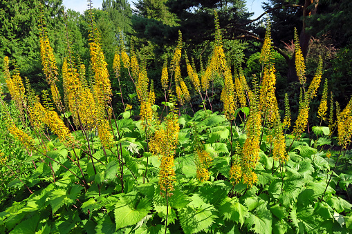 Ligularia Przewalskii (Kerzen-Greiskraut), also called Przewalski's golden ray, is a species of 1.5–2 m tall perennial herbaceous plant in the genus Ligularia and the family Asteraceae.