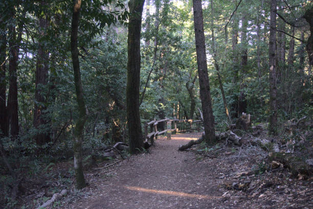 istock Walk in Huddart Park 1318713623