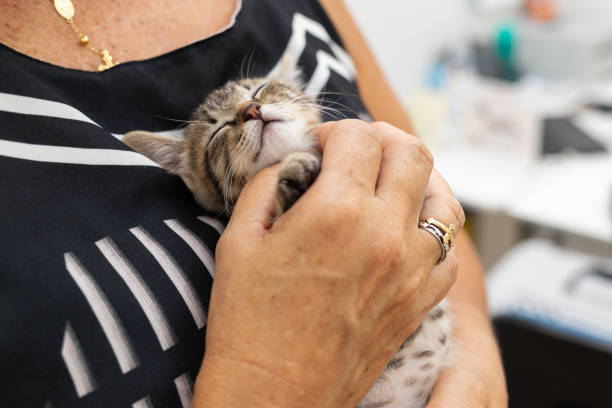 istock Adorable kitten sleeping on woman's hand. 1318713843
