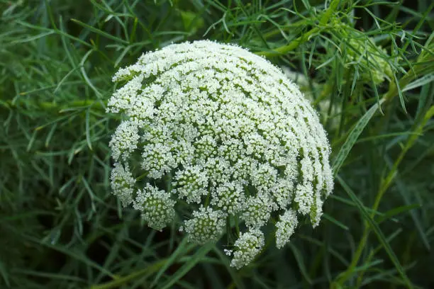 Wild carrot (Daucus carota). Called Bird's nest, Bishop's lace and Queen Anne's lace also