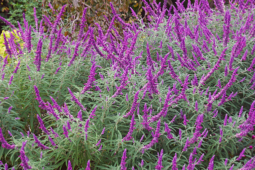 Mexican bush sage (Salvia leucantha). Called Velvet sage also