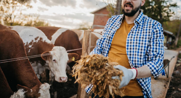 istock The farmer feeds the cows 1318717324