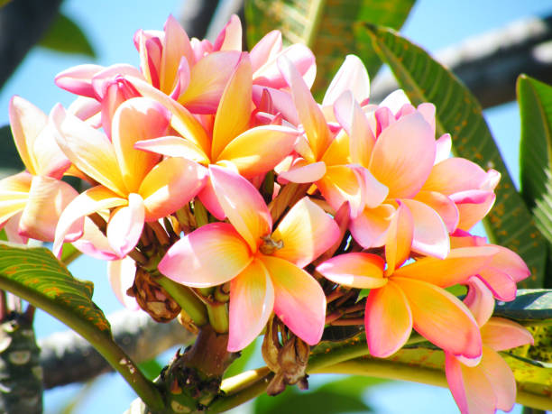 plumerias fiorisce rosa e gialli su sfondo cielo blu. - cosmea foto e immagini stock