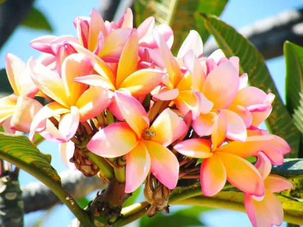 Photo of Plumerias flowers pink and yellows on blue sky background.