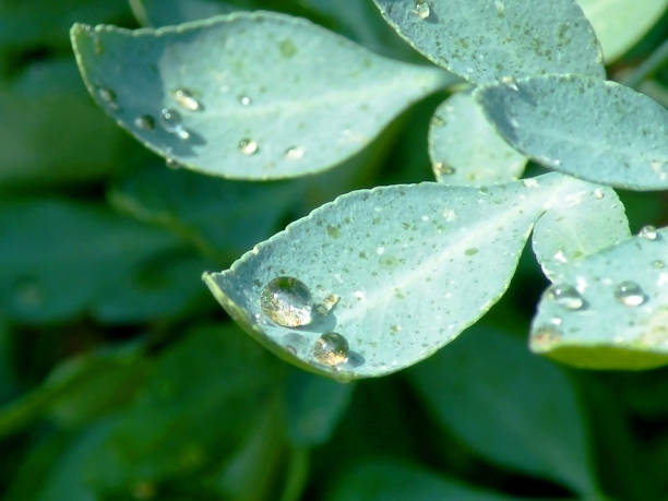 Green plant leafs whit water drops. Rue plant. Arruda.
