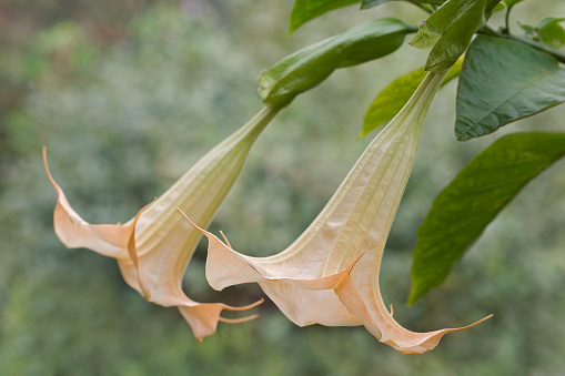 Angels trumpet (Brugmansia arborea). Another botanical name is Brugmansia x candida