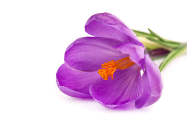 Crocus flower isolated on white background. Close up of saffron flower. Crocus flower isolated on white background. Close up of saffron flower crocus tommasinianus stock pictures, royalty-free photos & images