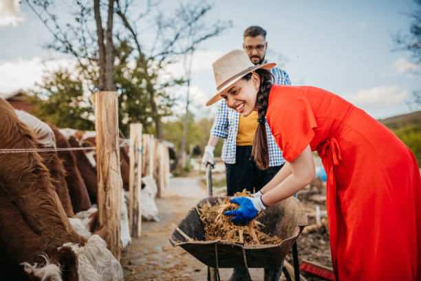 istock The farmer feeds the cows 1318718255
