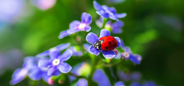 czerwona biedronka na fioletowych kwiatach, piękne owady w przyrodzie - ladybug grass leaf close up zdjęcia i obrazy z banku zdjęć