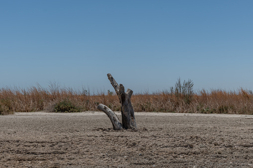 Dead trees at the southern tip of Salton Sea in the summer, Southern California