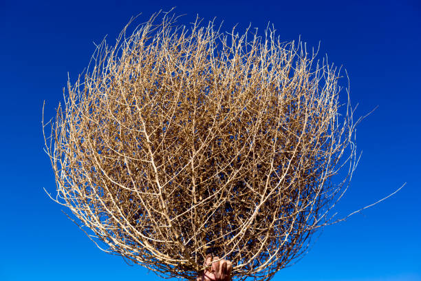 Tree branches against the sky. Dry tree silhouette. Dry bush. Tree with dry branches.