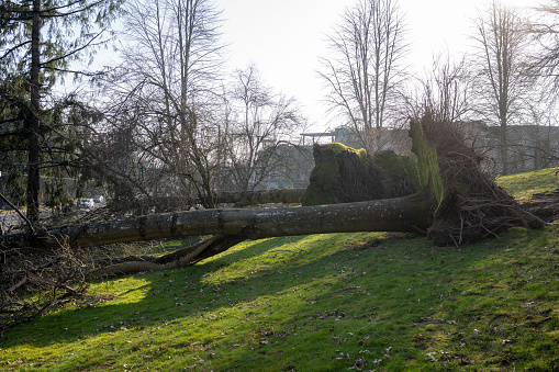 Fallen Trees in Residential Area