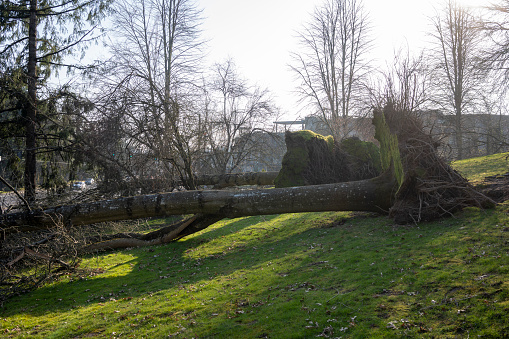 Fallen trees in a residential neighborhood after severe storm.