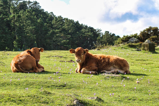 Cows grazing in the meadow. Galicia. Cows grazing in the meadow. Galicia. galicia stock pictures, royalty-free photos & images