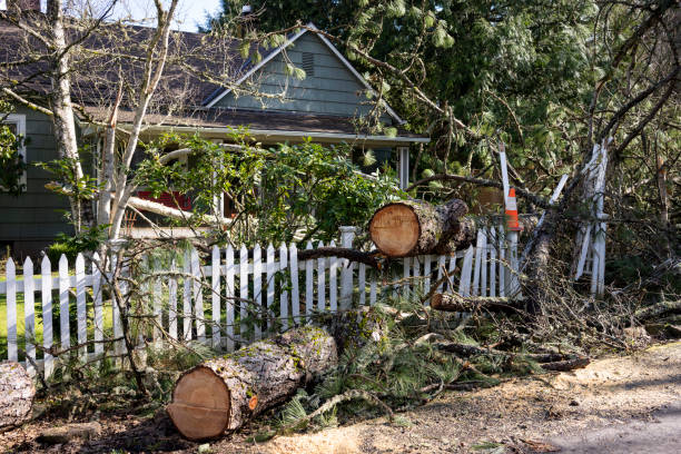 albero caduto in un cortile anteriore - tree removing house damaged foto e immagini stock