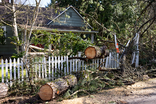 Fallen tree in the front yard of a residential home after storm. The tree has been cut into sections before removal.
