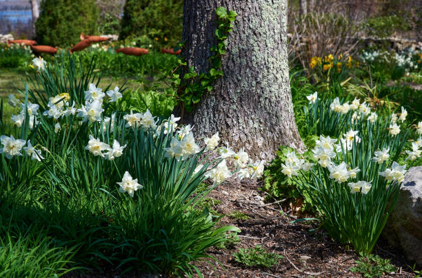 daffodils in bloom at the base of an oak tree in a garden along westport river, in westport ma - daffodil spring flower new england imagens e fotografias de stock